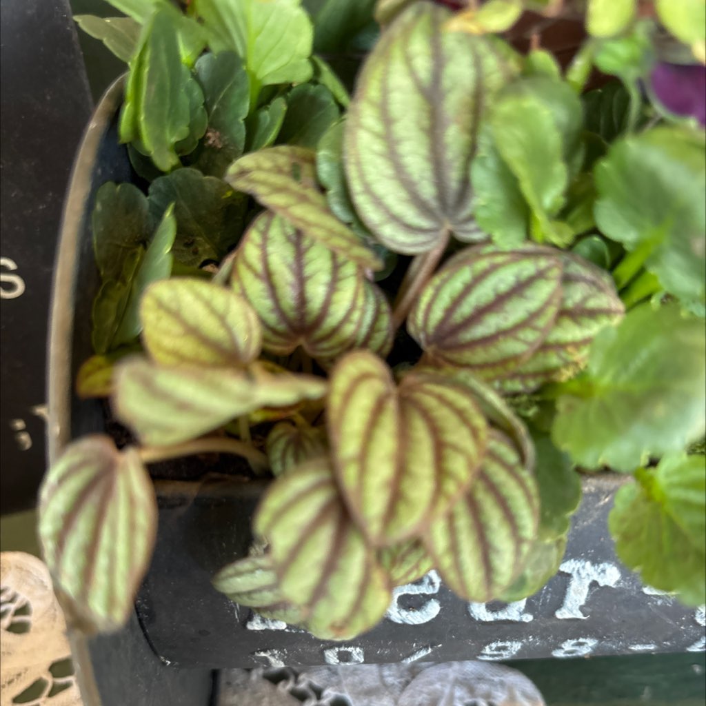 孔雀焦草8cm，一口价6.6满30包邮