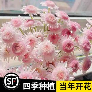 小雏菊花种子籽玛格丽特易活四季 开播种花室内外阳台花卉盆栽大全