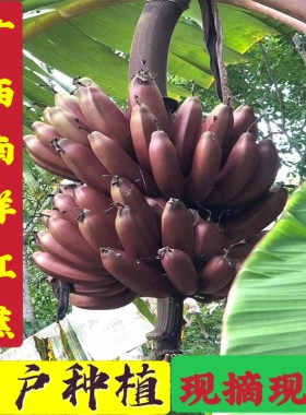 广西南洋红蕉精品美人蕉5斤自然熟现摘红蕉非香蕉米蕉严选泡沫箱