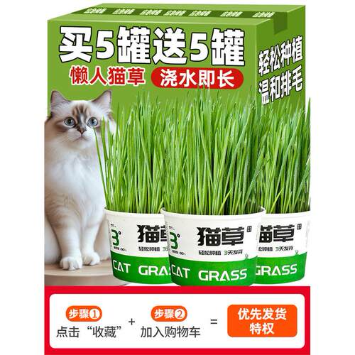 「宠生活」懒人泡面猫草