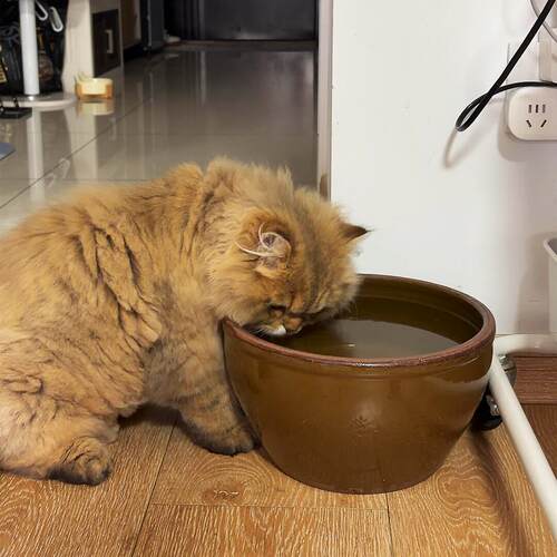 「宠生活」猫咪水碗防打
