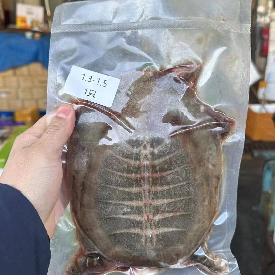 三去甲鱼肉 现杀活体王八鳖食用卤甲鱼水产团鱼水鱼酒店餐饮商用