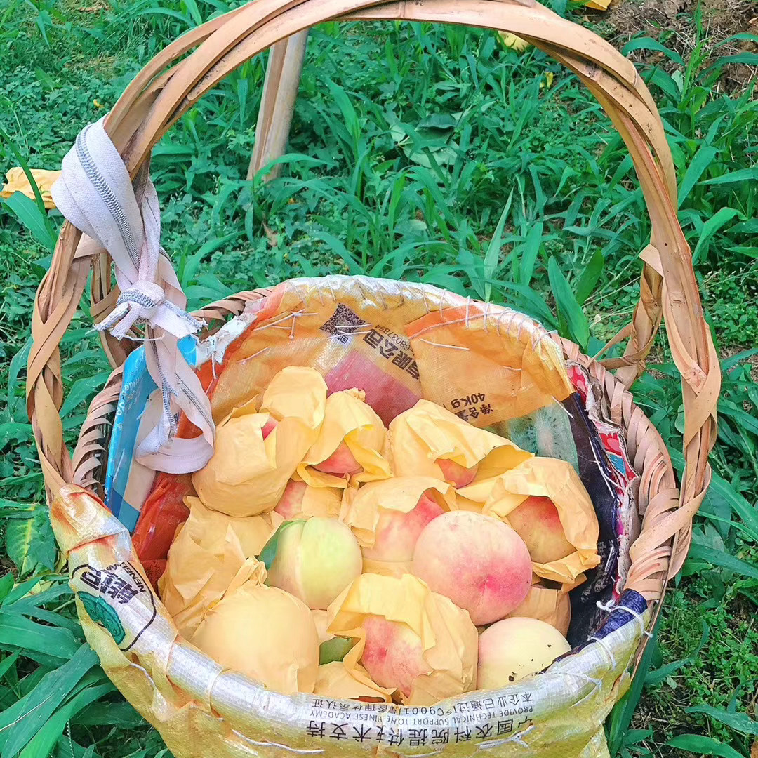 无锡水蜜桃 8只/5.5两左右每只 江浙沪包邮专拍