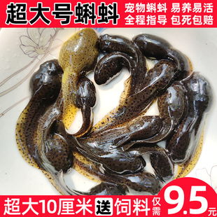 超大巨型小蝌蚪幼苗活体宠物观赏鱼卵活物适合小学生养的蛙类动物