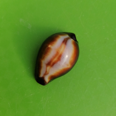 稀有宝螺玛瑙宝螺标本螺