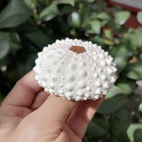 天然稀有石笔海胆壳家居摆件