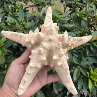 天然超大原色风干海洋生物标本面包海星馒头海星创意家居挂件摆件
