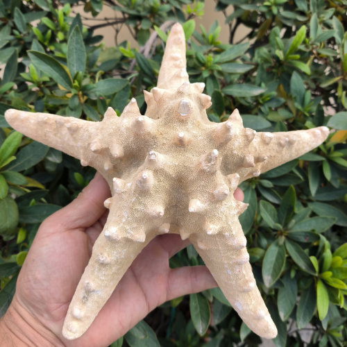 超大原色面包海星标本