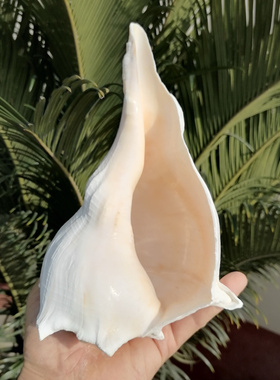 天然海螺贝壳左旋螺稀有