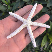 饰 天然海螺贝壳五指海星 橱窗装 家居摆件墙贴 拍摄道具 白海星