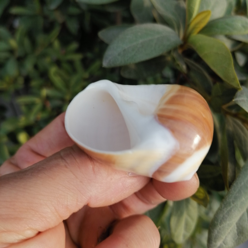 天然海螺贝壳猫眼螺 红白玉螺 寄居蟹卷贝鱼用壳水族鱼缸造景装饰