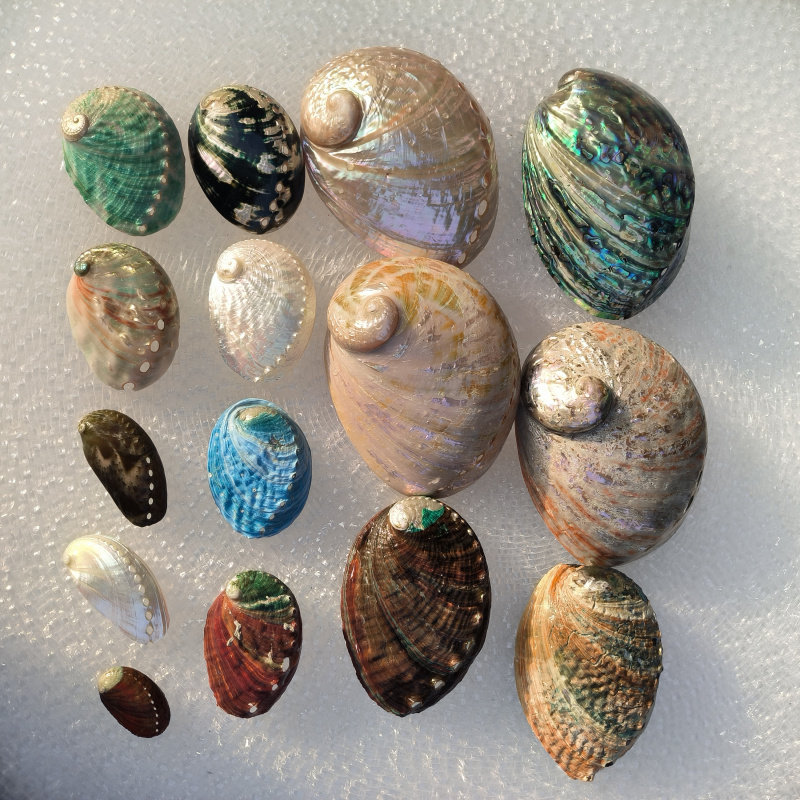 天然绚丽红绿蓝白色鲍鱼壳鱼缸造景装饰创意家居摆件鼠尾草燃烧盘