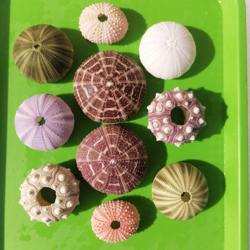 贝壳海螺珊瑚湾海胆壳套餐
