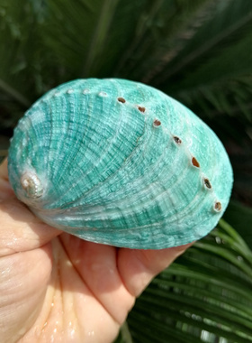 天然稀有澳洲绿色鲍鱼壳水族鱼缸造景装饰香薰鼠尾草器具拍摄道具