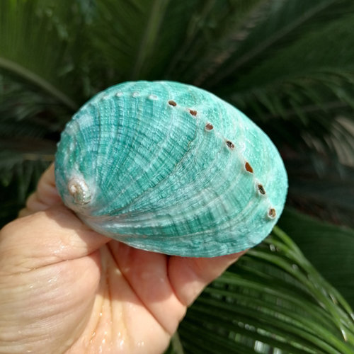 天然贝壳澳洲绿色鲍鱼壳
