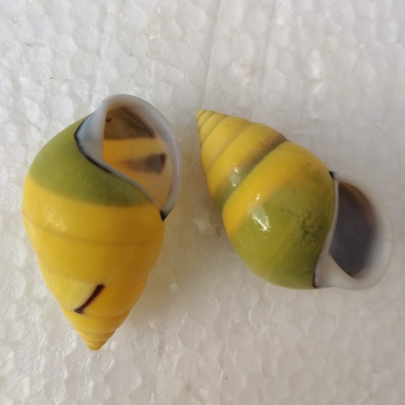 天然螺陆贝壳左右旋树蜗牛螺鱼缸造景装饰卷贝鱼寄居蟹换壳专用