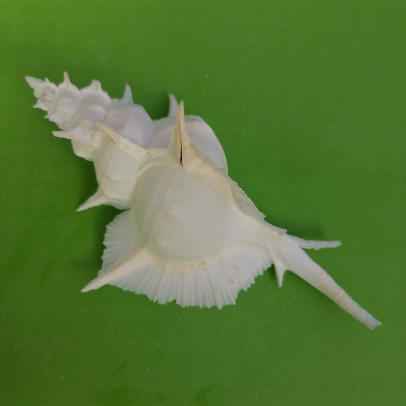 天然海螺贝壳白色岩石芭蕉螺稀有标本收藏螺创意家居摆件鱼缸造景