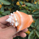 天然海螺贝壳金拳凤凰螺玫瑰螺鱼缸造景家居橱窗装 饰摆件拍摄道具