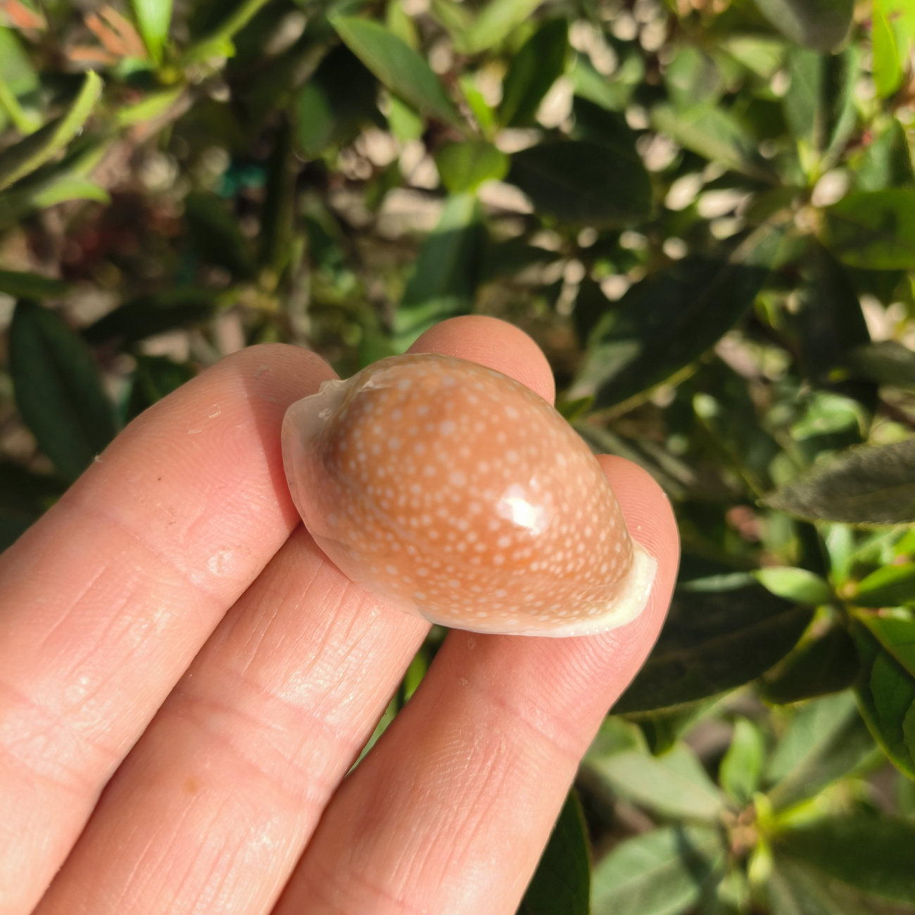 稀有天然海螺壳初雪宝螺图片