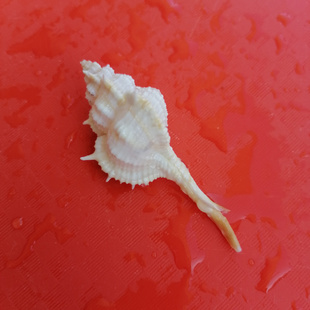 天然海螺贝壳稀少棉兰老骨螺水族鱼缸造景装饰收藏标本螺橱窗摆件