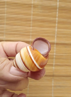金丝小面包水族墙贴橱窗海螺贝壳