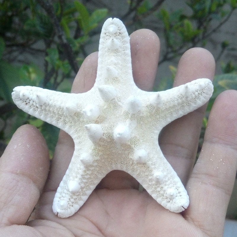 海螺贝壳白海星 天然霸王海星 面包海星   拍摄婚庆墙贴橱窗装饰