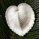 天然心形贝壳鸡心蛤 鸡心贝 七夕情人节恋人女友创意惊喜礼物