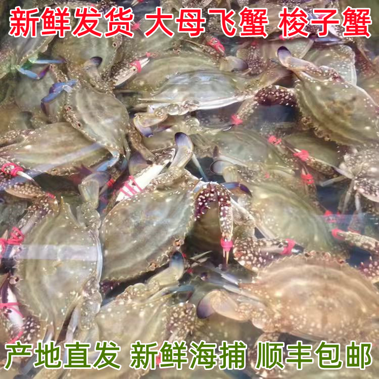 母飞蟹活的发货保鲜不保活丹东东港特产大母飞蟹螃蟹梭子蟹野生