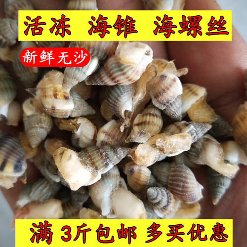 东港海鲜新鲜活冻海螺丝鲜活海瓜子海锥吐沙加工冷冻海锥原料食材 - 封面