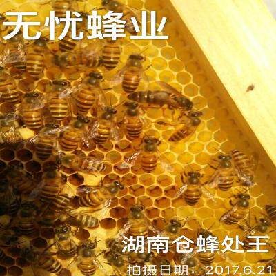 湖南仓王中蜂王种王蜜蜂产卵王阿坝纯种土蜂带工蜂强群蜂王开产王