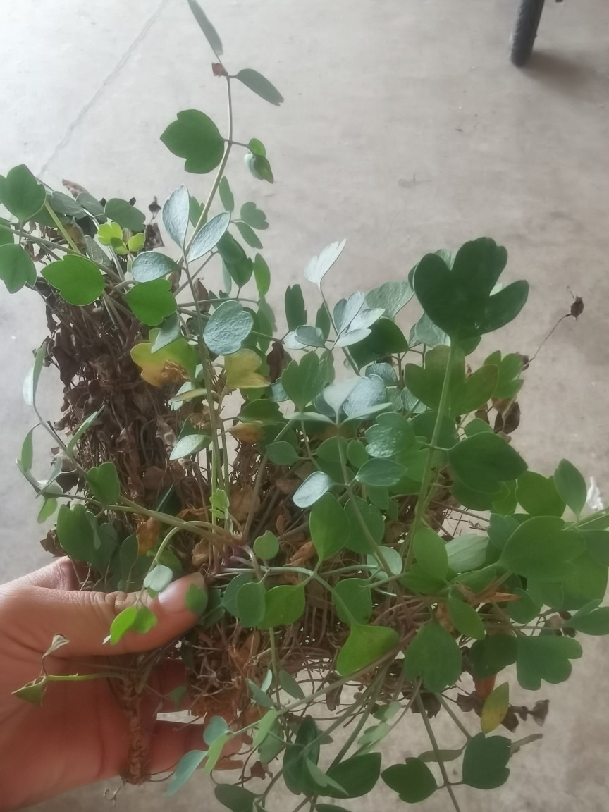 贵州新鲜岩黄连 岩黄莲 岩胡 菊花黄 黄连现采发货