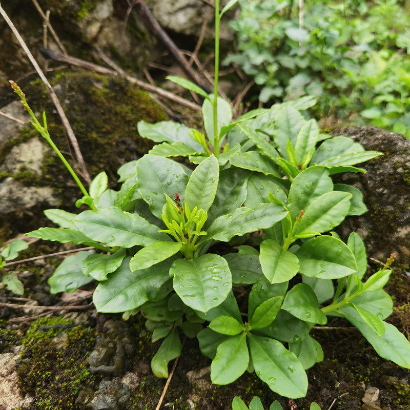 贵州新鲜土人参 栌兰根 人参菜种 高丽参 飞来参整株食用煲汤包邮