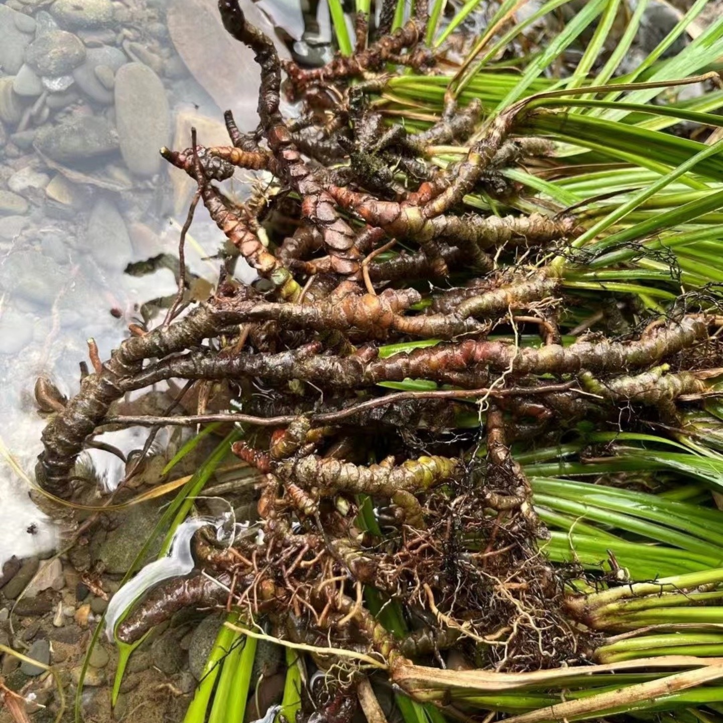 新鲜石菖蒲山菖蒲药菖浦药用野昌蒲精选九节昌蒲全株500克