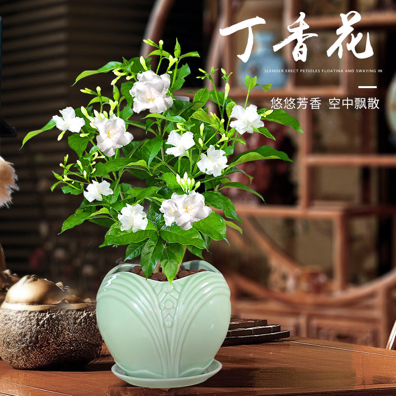 丁香花盆栽树苗植物室内外庭院花卉四季开花浓香好养易活绿植盆景