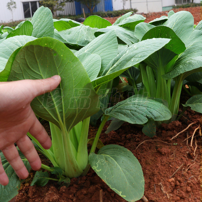 青梗菜种子耐寒油菜种籽青菜籽种大全阳台易种珍品越冬青蔬菜种孑
