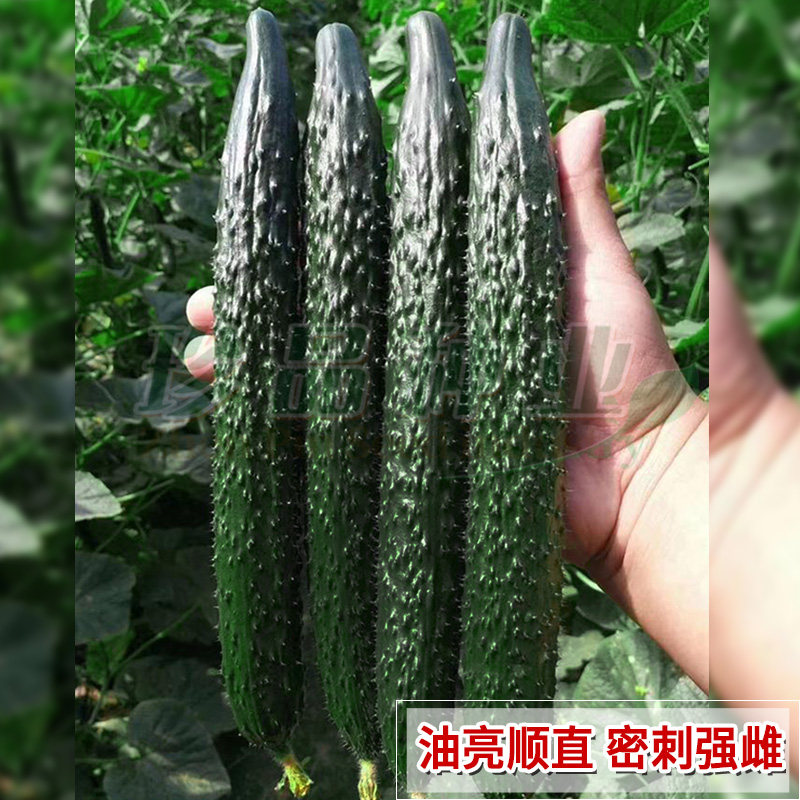黄瓜种子青瓜种籽子菜籽种大全四季强雌油亮密刺脆丰7号蔬菜种孑