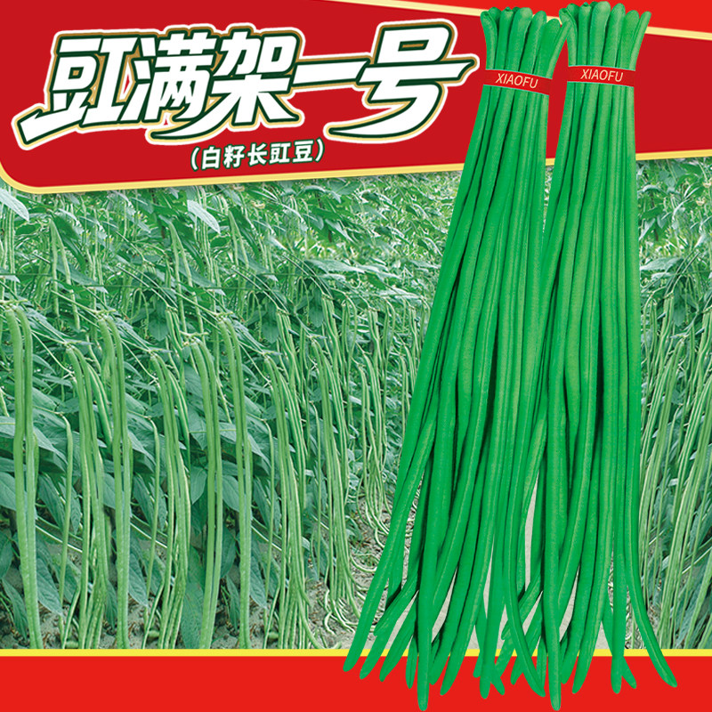 早熟白籽豇豆种子易种植长豆角种籽大全耐热豇满架一号蔬菜种孑