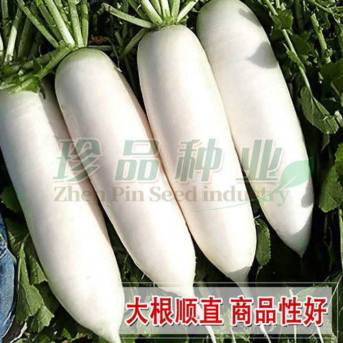 大白萝卜种孑皮薄多汁秋季种植