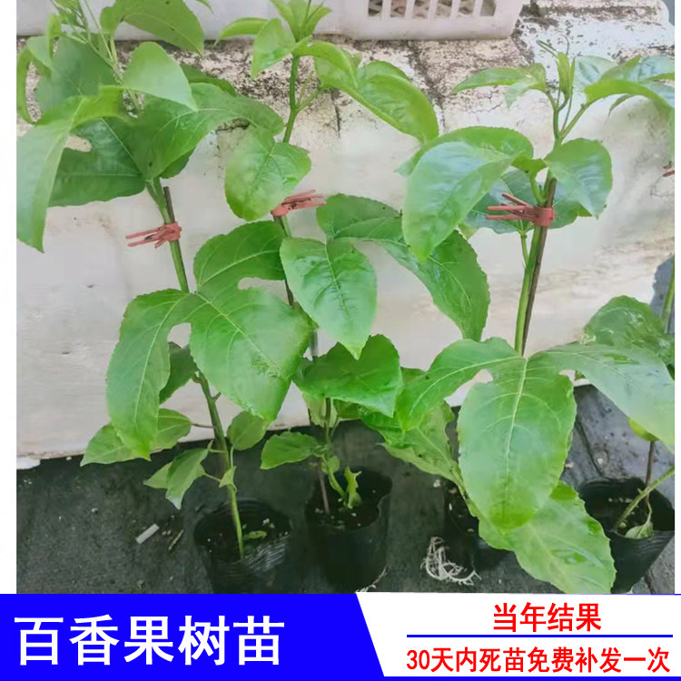 百香果苗新品种木瓜纯甜蜂蜜味黄金百香果紫香一号嫁接苗盆栽地栽