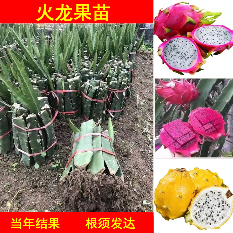 新品种燕窝火龙果苗无刺黄龙白肉红肉嫁接苗当年结果火龙果盆栽