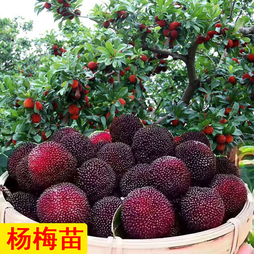 当年结果东魁杨梅特大苗