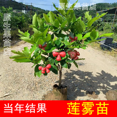 新品种台湾莲雾南北方四季嫁接苗