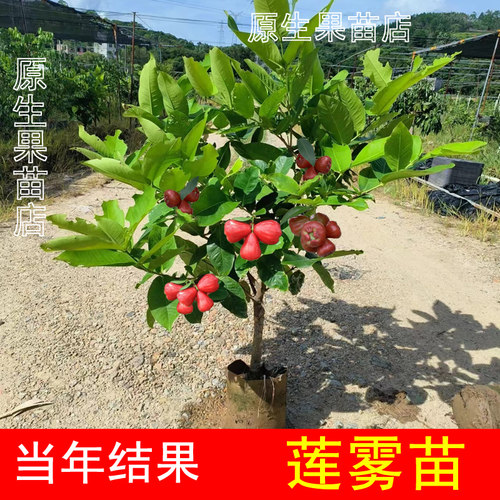 新品种台湾莲雾南北方四季嫁接苗