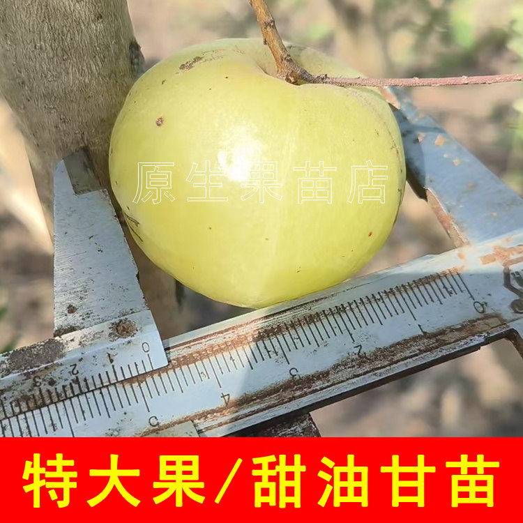 双季余甘果苗带土带叶蜜甜图片