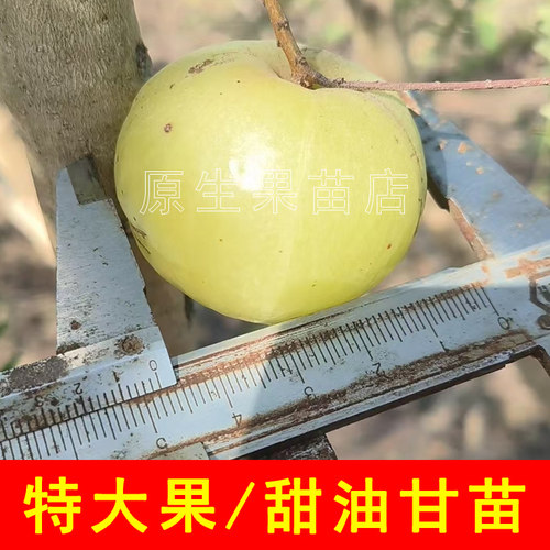 双季余甘果苗带土带叶蜜甜