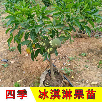 新品种状元红冰淇淋果苗嫁接白柿四季结果W4金四季巧克力果苗带叶