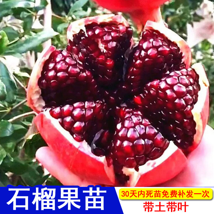 石榴苗盆栽突尼斯软籽当年结果南北方种大果黑籽红宝石阳台四季种