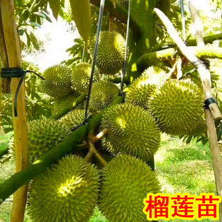 广西黑刺榴莲苗耐寒泰国金枕头猫山王南方种植带土带叶正宗嫁接苗