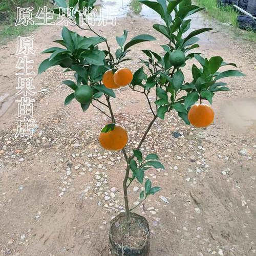 无核沃柑苗嫁接苗当年结果带土