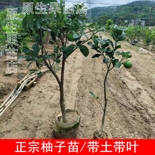 南方种植泰国红宝石嫁接柚子树苗